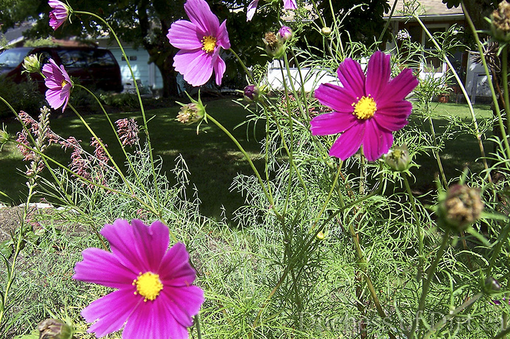 Cosmos Bipinnatus Sensation Mix The Duchess Of Dirt