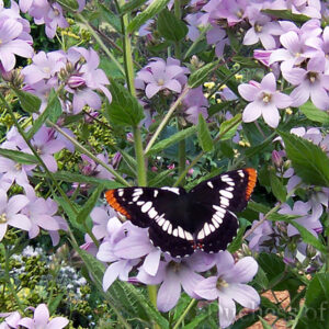 Campanula lactiflora 'Loddon Anna' & Lorquin's Admiral butterfly