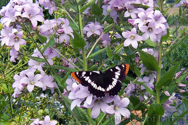 Campanula lactiflora 'Loddon Anna' & Lorquin's Admiral butterfly