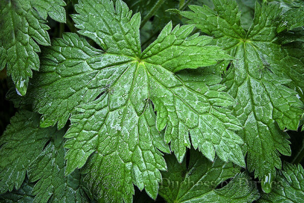 Geranium x oxoianum 'Lady Moore' leaf