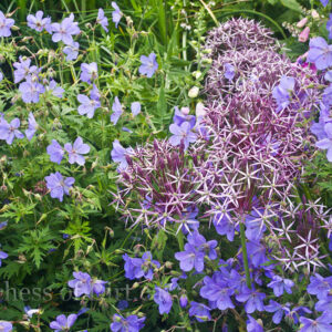 Geranium 'Johnson's Blue' & Allium cristophii
