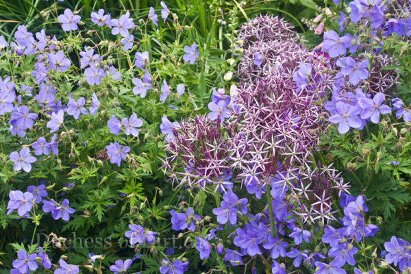 Geranium 'Johnson's Blue' & Allium cristophii