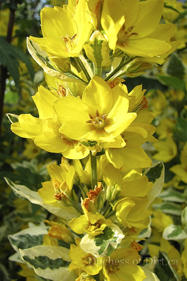 Lysimachia punctata 'Alexander' flowers