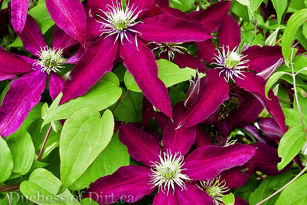 How To: Prune a Clematis | The Duchess of Dirt