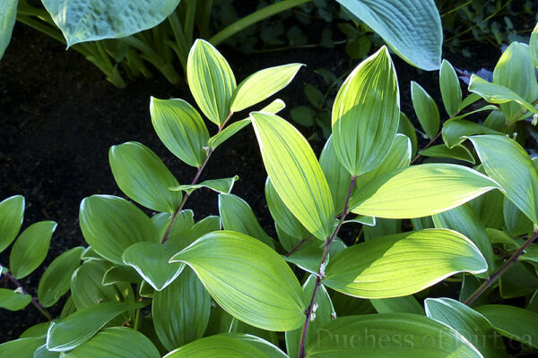 Polygonatum odoratum 'Variegatum' - leaves