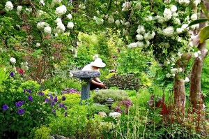 Duchess in herb garden