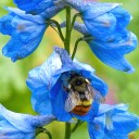 Bumblebee in delphinium