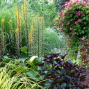 Bog garden & Clematis 'Madame Julia Correvon'