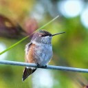 Hummingbird on a wire