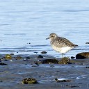 Shorebirds at Miracle Beach Provincial Park