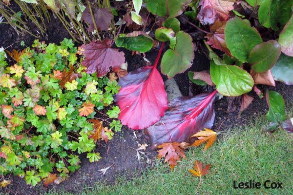 Geranium x cantabrigiense 'Biokovo' - autumn colour