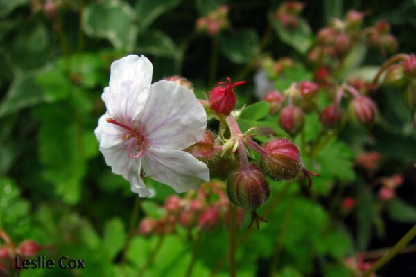 Geranium x cantabrigiense 'Biokovo' flower