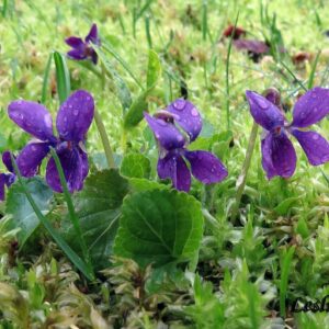 Viola odorata flowers
