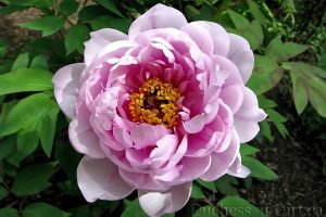 The Mandarin peony