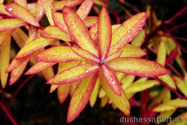 Euphorbia griffithii 'Fireglow' - fall colour