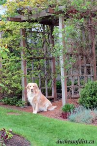 Sadie welcomes visitors to our garden