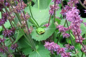 tree frog in 'Purple Rain'