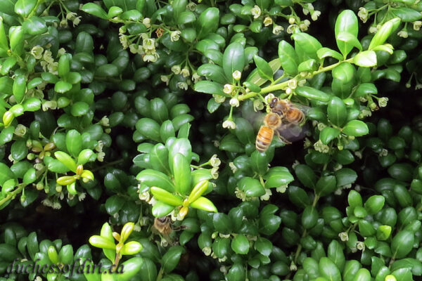 Ilex crenata - flowers & honeybees