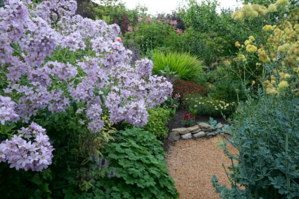 Campanula lactiflora 'Loddon Anna' in flower - garden setting