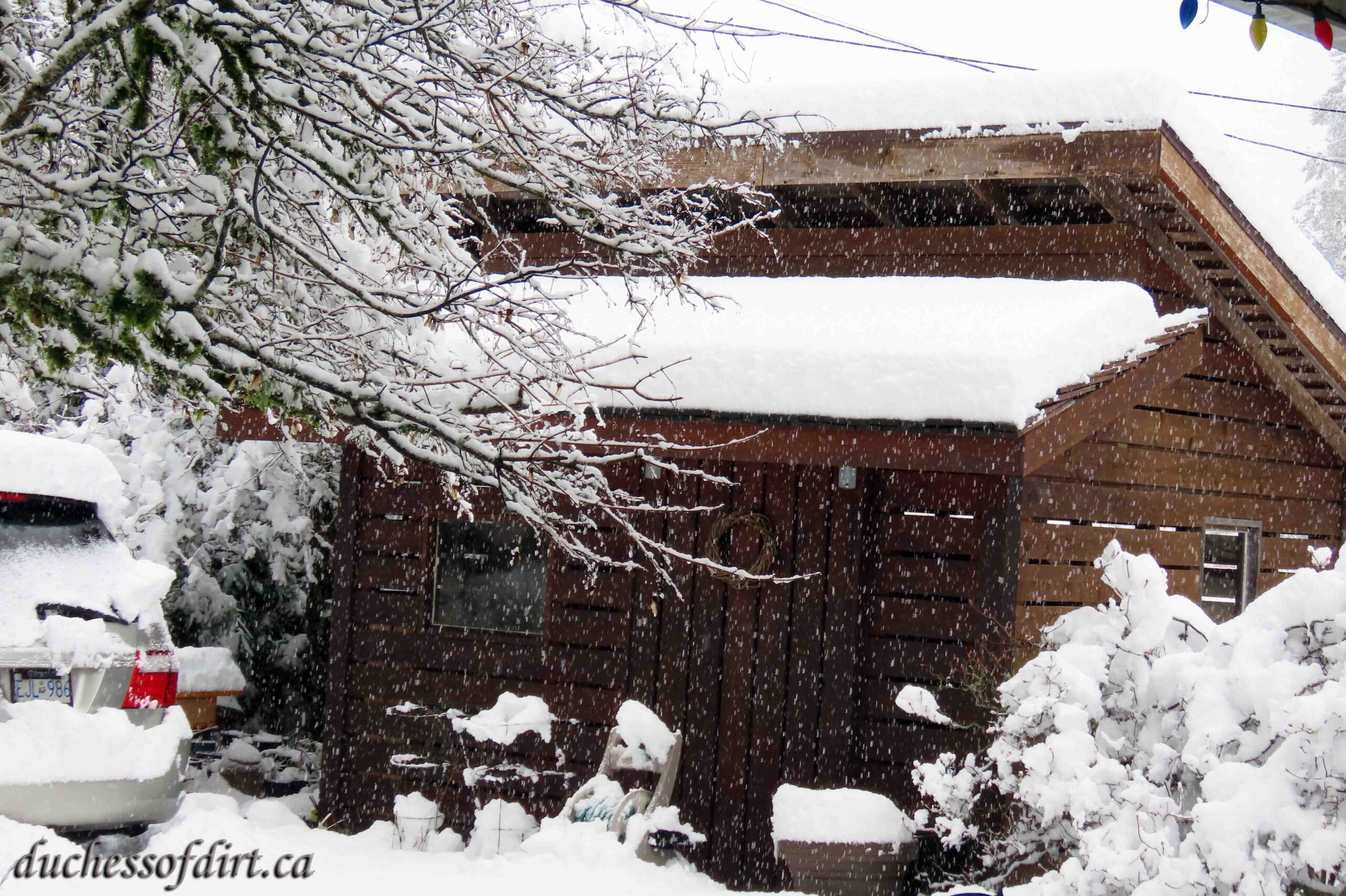 Snowstorm March 2024 Shed The Duchess of Dirt