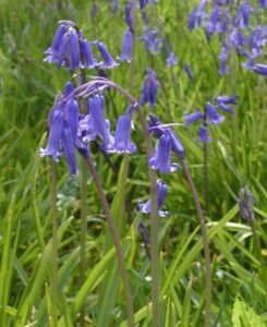 Hyacinthoides non-scripta